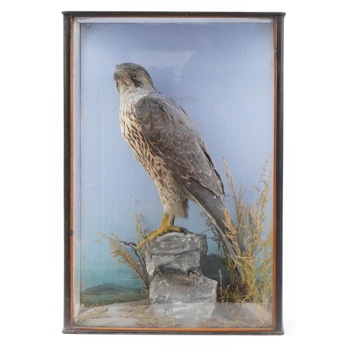 349 - Victorian taxidermy falcon housed in a glazed display case with naturalistic setting, 58.5cm H x 40.... 