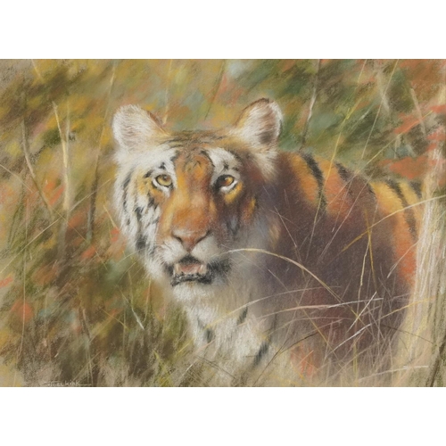 162 - Joel Kirk - Study of a tiger, signed pastel, mounted, framed and glazed, 56.5cm x 42cm excluding the... 