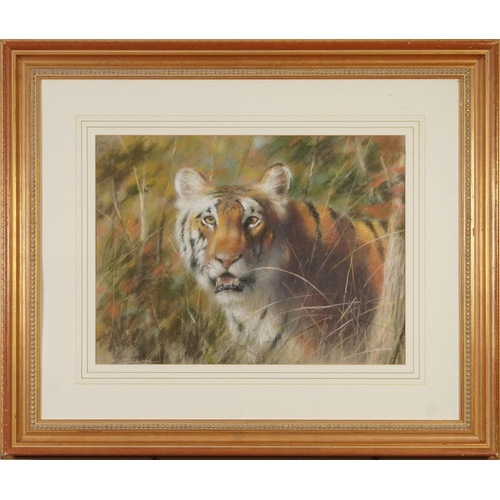 162 - Joel Kirk - Study of a tiger, signed pastel, mounted, framed and glazed, 56.5cm x 42cm excluding the... 