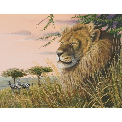 145 - Mark Chester - Lion and zebras, signed gouache, details verso, mounted, framed and glazed, 47.5cm x ... 