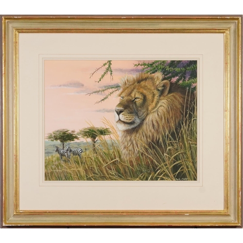 145 - Mark Chester - Lion and zebras, signed gouache, details verso, mounted, framed and glazed, 47.5cm x ... 