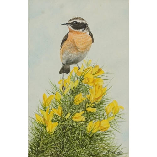 488 - J Benger - Stonechat on gorse and buttercups, watercolour, mounted, framed and glazed, 25cm x 16cm e... 