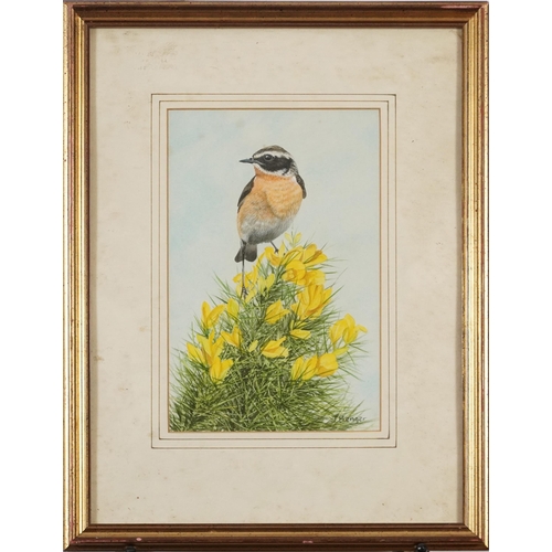 488 - J Benger - Stonechat on gorse and buttercups, watercolour, mounted, framed and glazed, 25cm x 16cm e... 