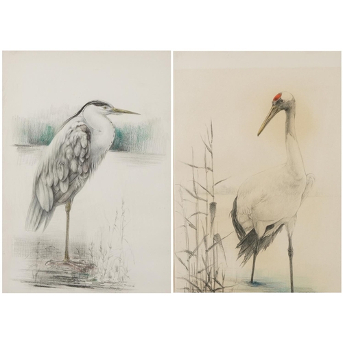 485 - Japanese crane and heron, pair of coloured chalks, mounted, framed and glazed, each 51cm x 36cm excl... 