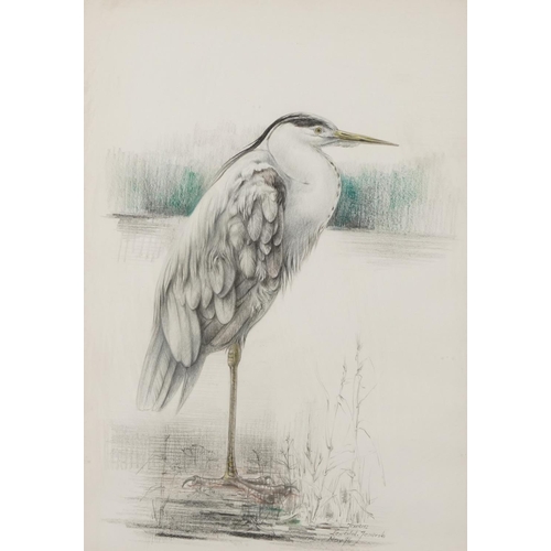 485 - Japanese crane and heron, pair of coloured chalks, mounted, framed and glazed, each 51cm x 36cm excl... 