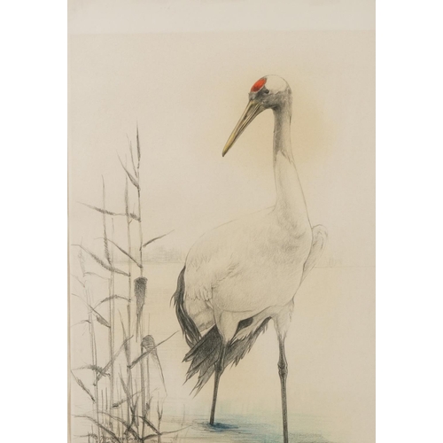 485 - Japanese crane and heron, pair of coloured chalks, mounted, framed and glazed, each 51cm x 36cm excl... 