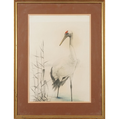 485 - Japanese crane and heron, pair of coloured chalks, mounted, framed and glazed, each 51cm x 36cm excl... 