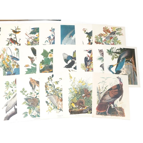 798 - The Audubon Folio, Thirty Great Bird Paintings with Text by George Dock Jr