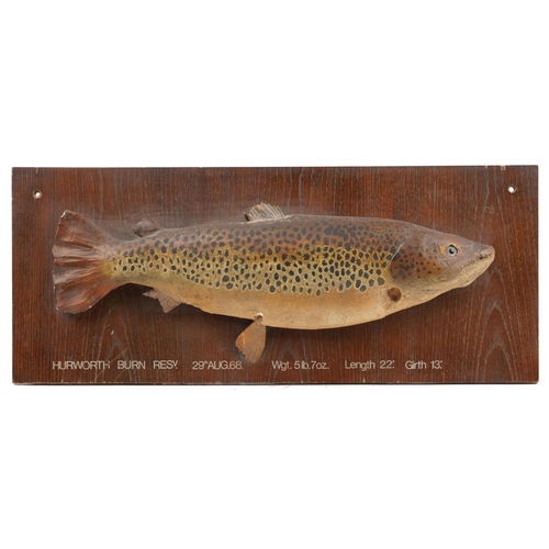 249 - 1960s taxidermy interest hand painted plaster lake trout on oak plaque back, inscribed Hurworth Burn... 