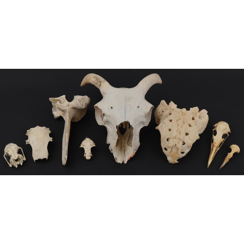 1648 - Taxidermy interest animal bones, predominantly skulls including birds, 20.5cm in length