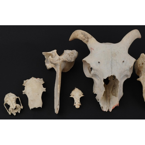 1648 - Taxidermy interest animal bones, predominantly skulls including birds, 20.5cm in length