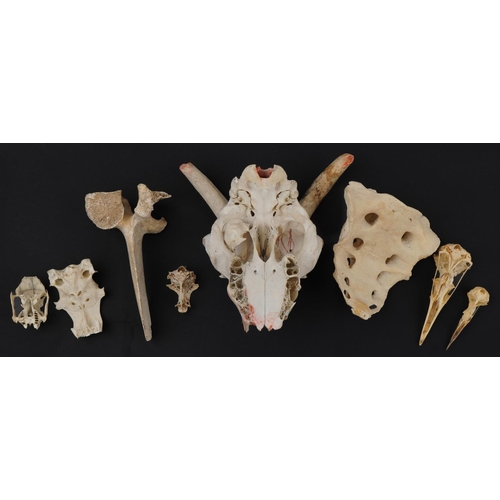 1648 - Taxidermy interest animal bones, predominantly skulls including birds, 20.5cm in length