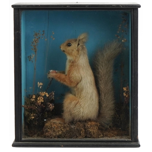 246 - Taxidermy interest red squirrel housed in a ebonised glazed display case in a naturalistic setting, ... 