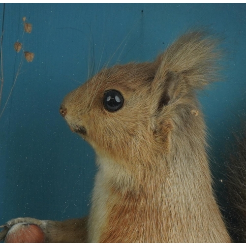 246 - Taxidermy interest red squirrel housed in a ebonised glazed display case in a naturalistic setting, ... 