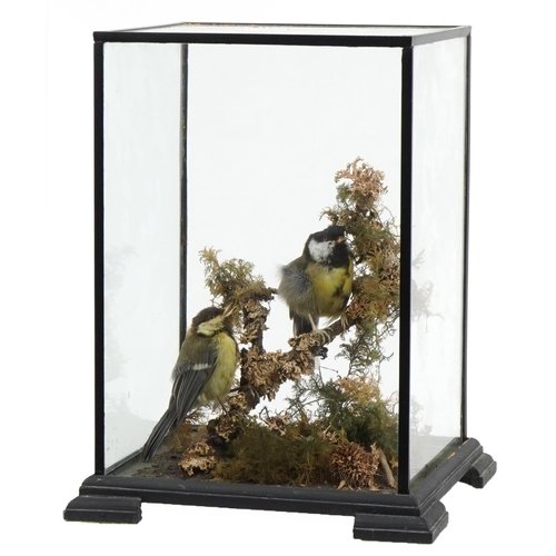 247 - Two taxidermy blue tits housed in an ebonised glazed display case with naturalistic setting, 32.5cm ... 