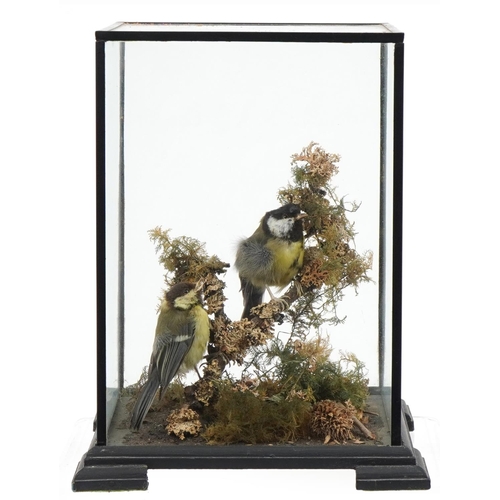 247 - Two taxidermy blue tits housed in an ebonised glazed display case with naturalistic setting, 32.5cm ... 