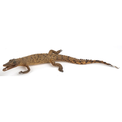 248 - Two taxidermy interest baby crocodiles, each approximately 60cm in length