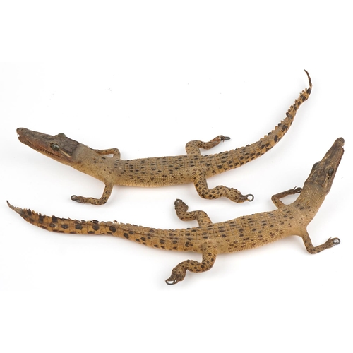 248 - Two taxidermy interest baby crocodiles, each approximately 60cm in length