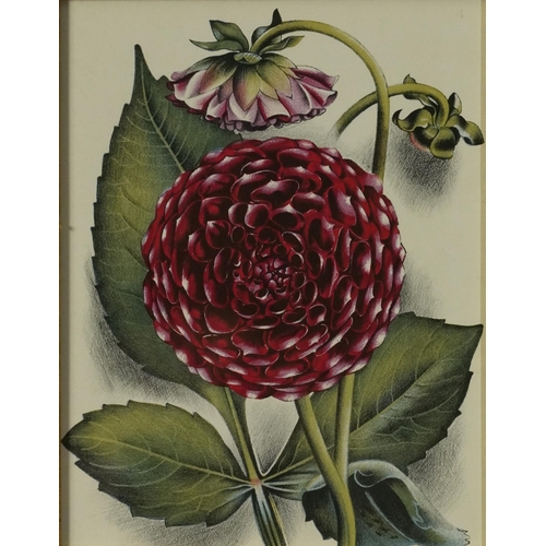 1456 - After John Farleigh - Dahlia, botanical lithograph in colour, label verso, mounted, framed and glaze... 