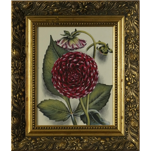 1456 - After John Farleigh - Dahlia, botanical lithograph in colour, label verso, mounted, framed and glaze... 