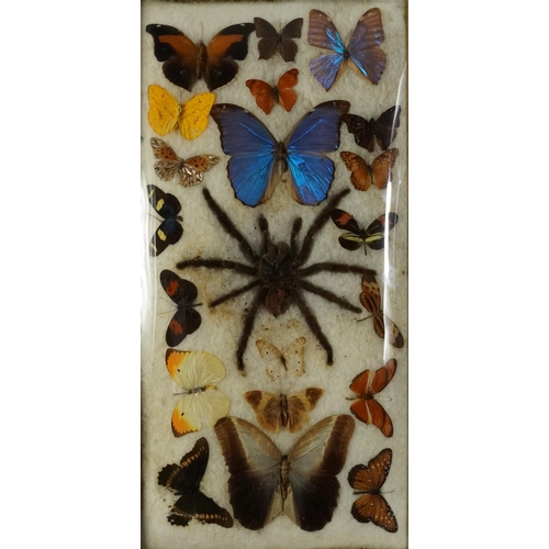 1544 - Framed taxidermy display of tarantula and butterflies, overall 53.5cm x 28.5cm