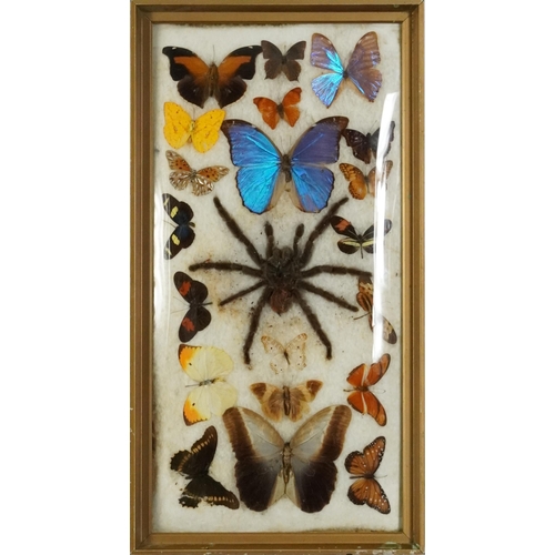 1544 - Framed taxidermy display of tarantula and butterflies, overall 53.5cm x 28.5cm