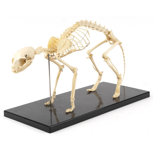 250 - Natural history interest decorative model skeleton of a cat, overall 49cm in length