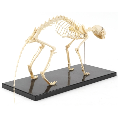 250 - Natural history interest decorative model skeleton of a cat, overall 49cm in length