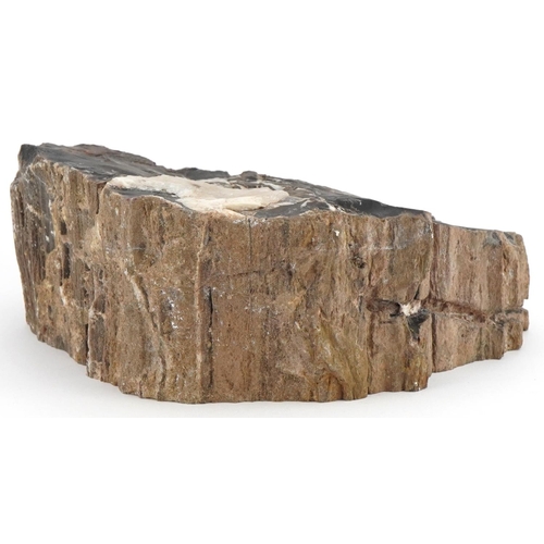 253 - Geology interest natural history polished petrified wood slab, 18.5cm wide