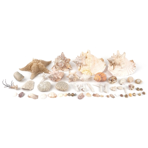 1682 - Vintage and later taxidermy interest sea shells including large conch shells and star fish, the larg... 