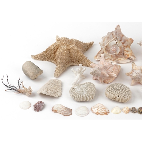 1682 - Vintage and later taxidermy interest sea shells including large conch shells and star fish, the larg... 