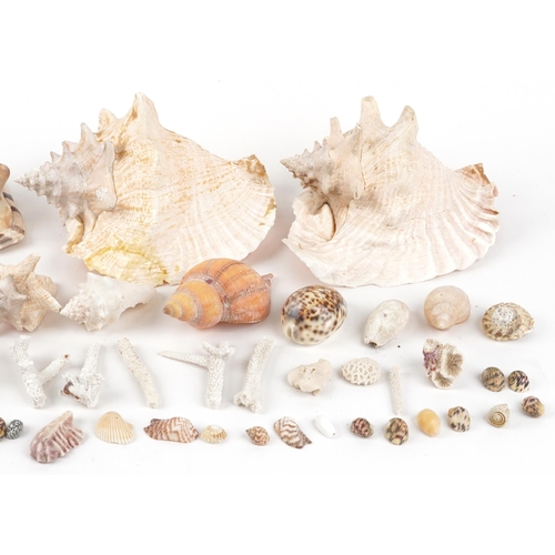 1682 - Vintage and later taxidermy interest sea shells including large conch shells and star fish, the larg... 