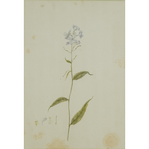 3075 - Louisa, Countess of Aylesford - Dame's Rocket Hesperis Matronalis, early 19th century botanical wate... 