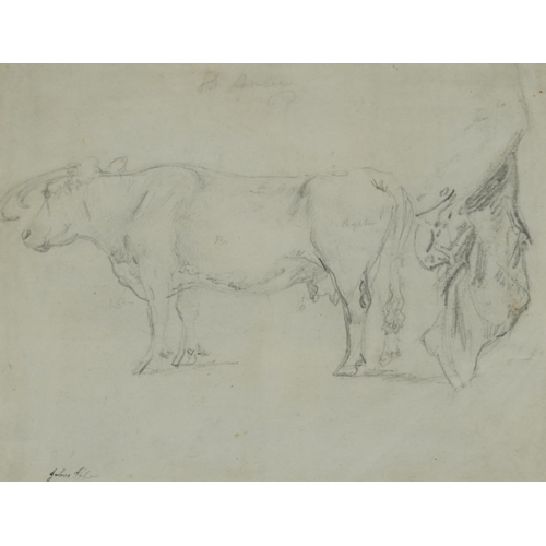Manner of Robert Hills - Study of a bull, pencil sketch with pencil annotations, indistinctly inscribed in ink, possibly Julius ...?, inscribed verso, mounted, framed and glazed, 22.5cm x 18cm excluding the mount and frame