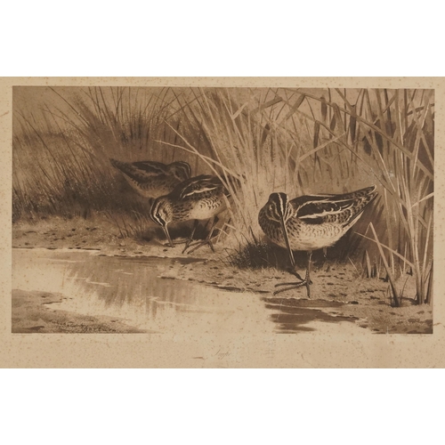 3121 - Archibald Thorburn - Birds and ducks before landscapes, six pencil signed prints in colour, three mo... 