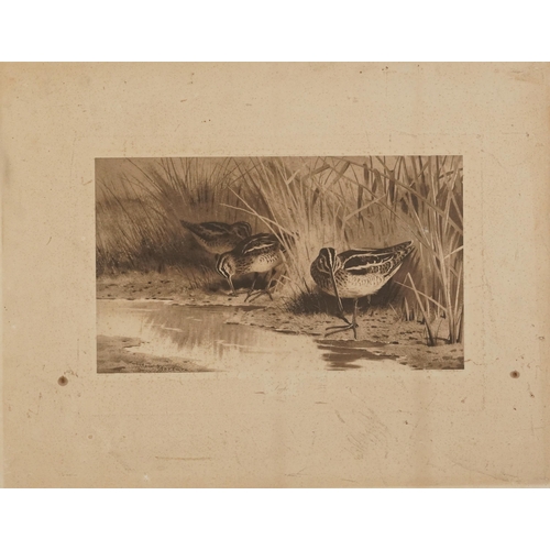 3121 - Archibald Thorburn - Birds and ducks before landscapes, six pencil signed prints in colour, three mo... 