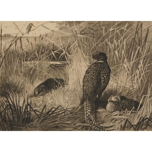 3121 - Archibald Thorburn - Birds and ducks before landscapes, six pencil signed prints in colour, three mo... 