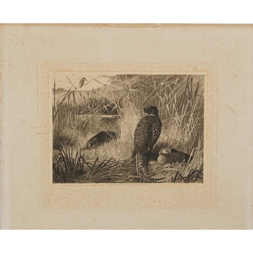 3121 - Archibald Thorburn - Birds and ducks before landscapes, six pencil signed prints in colour, three mo... 