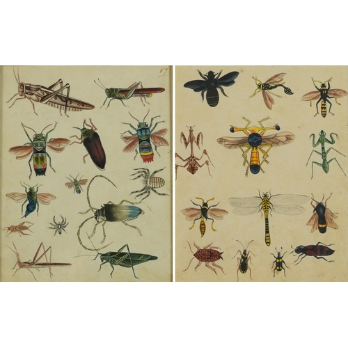 3285 - Insects, dragonflies and spiders, pair of 19th century natural history watercolour illustrations, mo... 