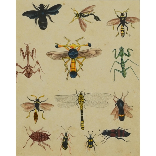 3285 - Insects, dragonflies and spiders, pair of 19th century natural history watercolour illustrations, mo... 