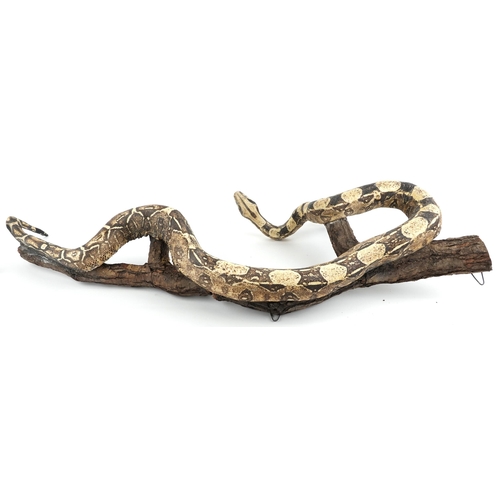 368 - Large Taxidermy interest python on branch, 122cm wide