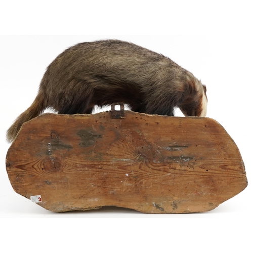 369 - Taxidermy interest badger on naturalistic setting, 73cm wide