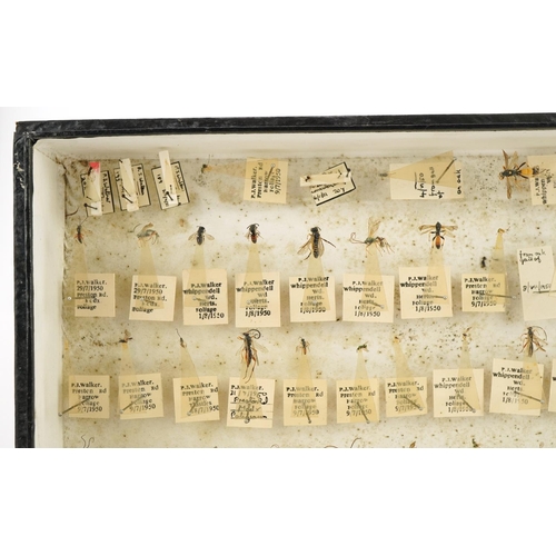 367 - Collect of natural history and taxidermy flying insects housed in a glazed display, predominantly wi... 