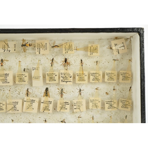 367 - Collect of natural history and taxidermy flying insects housed in a glazed display, predominantly wi... 