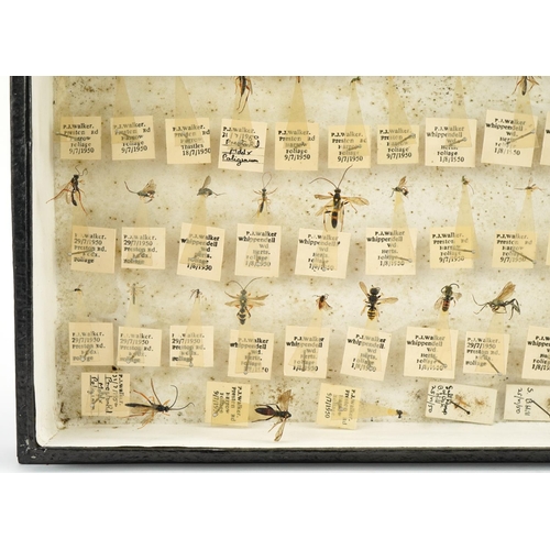 367 - Collect of natural history and taxidermy flying insects housed in a glazed display, predominantly wi... 