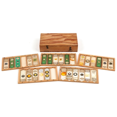 357 - 19th century and later scientific interest microscope prepared glass slides housed in a pine case wi... 