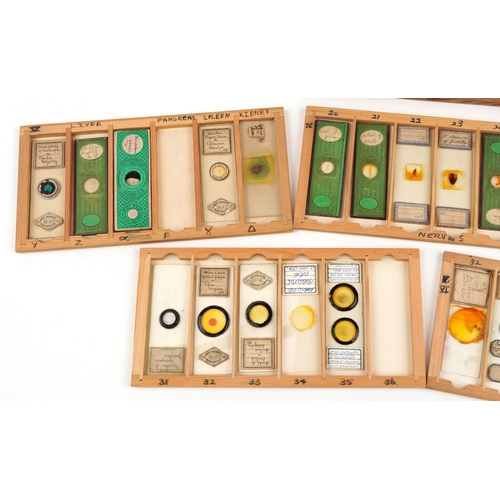 357 - 19th century and later scientific interest microscope prepared glass slides housed in a pine case wi... 