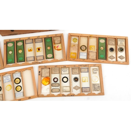 357 - 19th century and later scientific interest microscope prepared glass slides housed in a pine case wi... 