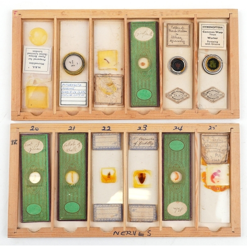 357 - 19th century and later scientific interest microscope prepared glass slides housed in a pine case wi... 