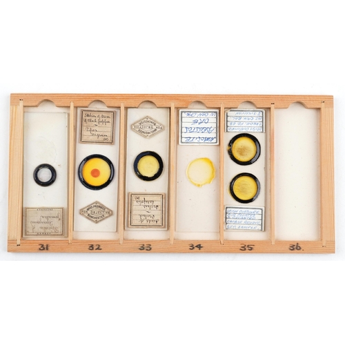 357 - 19th century and later scientific interest microscope prepared glass slides housed in a pine case wi... 